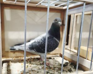 Read more about the article Borysówka najszybsza i najbardziej wszechstronna. Dwa medale dla hodowcy z Ustronia Morskiego