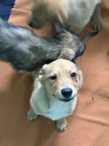 Read more about the article 5 uroczych szczeniaków szuka domu (ZDJĘCIA)