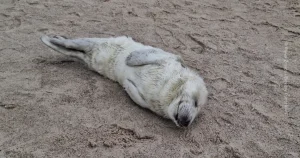 Read more about the article Teraz rodzi się dużo fok. Poradnik, jak się zachować, gdy spotkamy je na plaży