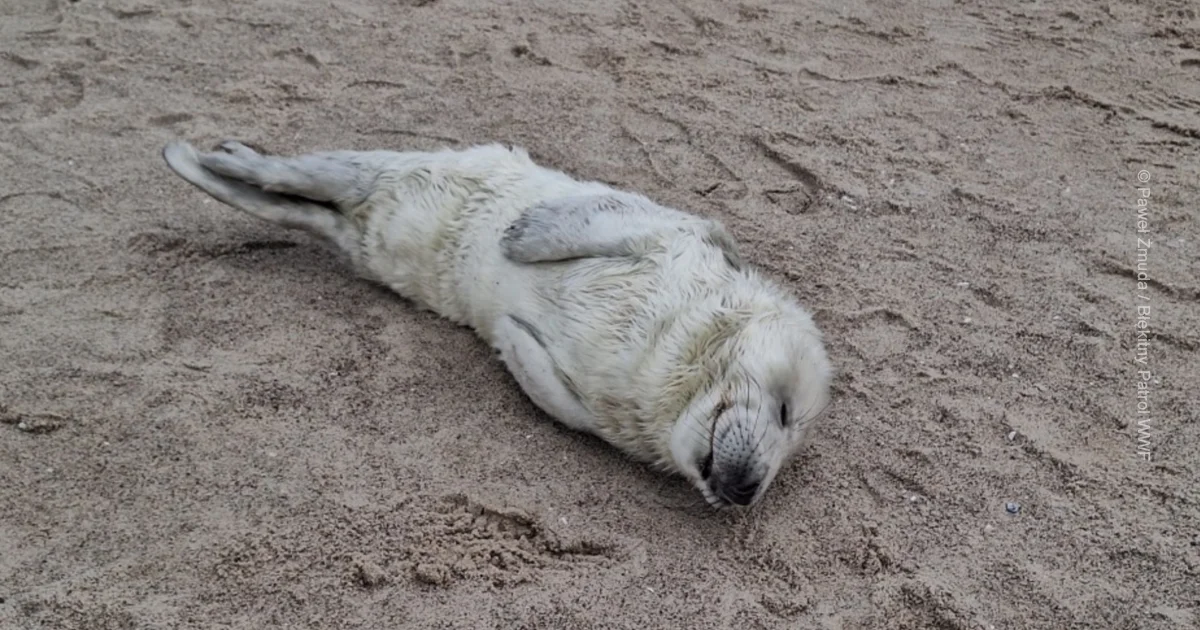 You are currently viewing Teraz rodzi się dużo fok. Poradnik, jak się zachować, gdy spotkamy je na plaży