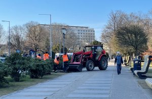 Read more about the article Nowe nasadzenia przy ul. Armii Krajowej. Jakie sadzonki trafiają do gruntu?
