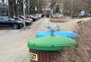 Read more about the article Kołobrzeg nie wprowadzi zakazu dokarmiania mew? Miasto odpowiada radnej