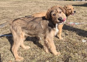 Read more about the article Czteromiesięczny chłopak na tropie wymarzonego domu!