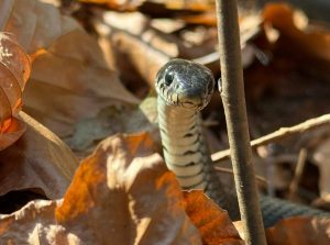 Read more about the article Zaskroniec w podkołobrzeskich lasach. To znak, że wiosna tuż-tuż