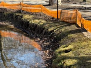 Read more about the article Spór o ropuchę Bufo bufo i przebudowę stawu. Inwestycja wstrzymana