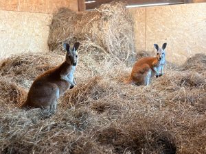Skoczny transfer do ekipy Kotwicy. Klub został patronem dwóch kangurów