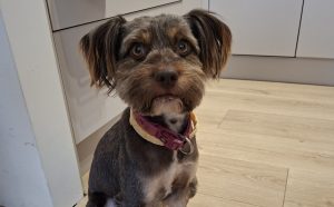 Read more about the article Paco wraca z adopcji. Pilnie szukamy mu domu, by nie trafił do schroniska