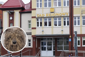 Nie ma wyroku, nie ma adopcji. Zwierzęta z pseudohodowli nadal w schronisku