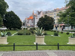 Agawy wróciły na skwer 18 Marca. Ostatnie miesiące spędziły w szklarni