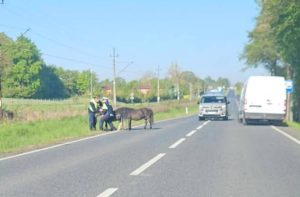 Dwa kuce na gigancie. Interweniowali policjanci