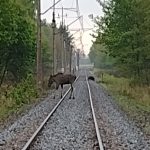 Coraz większy ruch w naszych lasach. Po żubrze przyszedł łoś