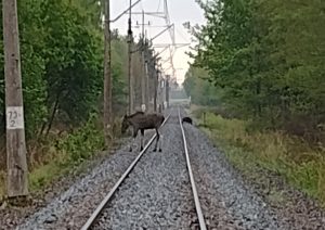 Coraz większy ruch w naszych lasach. Po żubrze przyszedł łoś