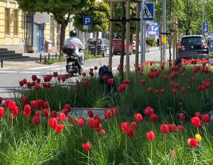 Tulipany tuż przy jezdni. Po remontach ulic Kołobrzeg postawił na kolor