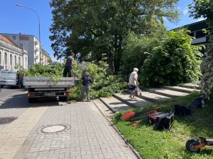 Duże drzewo przewróciło się na chodnik. Są ranni i poszkodowani
