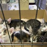 małe koty do adopcji