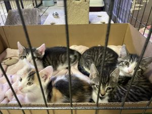 Błyskawiczna adopcja po ogłoszeniu OK! Kołobrzeg. Cztery osierocone kocięta mają już domy