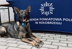 Zordon podjął trop i doprowadził policjantów do zaginionego seniora