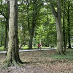 Niebezpieczna pogoda w Kołobrzegu. Apel o ostrożność w parkach i na terenach zadrzewionych