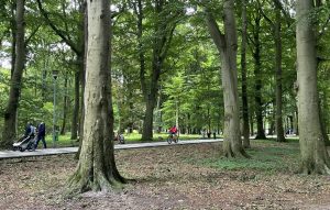 Niebezpieczna pogoda w Kołobrzegu. Apel o ostrożność w parkach i na terenach zadrzewionych