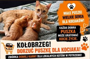 Joga na molo i zbiórka karmy dla kotów w potrzebie