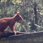 Wiewiórki w parku linowym. Trening zaczynają, zanim pojawią się ludzie (WIDEO)