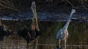 Dobre powietrze, złe wyniki wód. Raport o stanie środowiska w powiecie kołobrzeskim