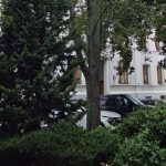 Dwa drzewa do wycinki w Kołobrzegu. Jedno rośnie naprzeciw Urzędu Miasta