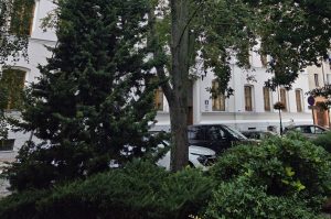 Read more about the article Dwa drzewa do wycinki w Kołobrzegu. Jedno rośnie naprzeciw Urzędu Miasta