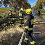 strażacy usuwają powalone drzewo z jezdni