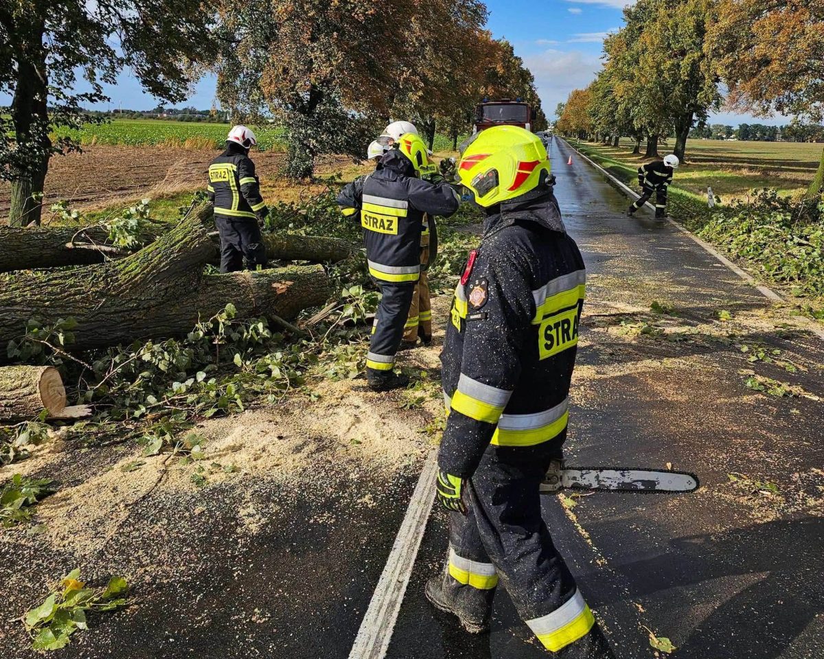 strażacy usuwają powalone drzewo z jezdni
