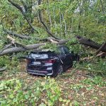 Duży konar spadł na samochody. Cztery auta uszkodzone