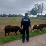 Dwa kuce na gigancie! Ich wycieczkę zakończyła policja