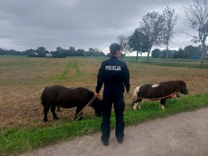 Dwa kuce na gigancie! Ich wycieczkę zakończyła policja